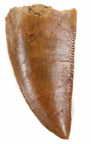 Serrated, Raptor Tooth - Morocco #57800